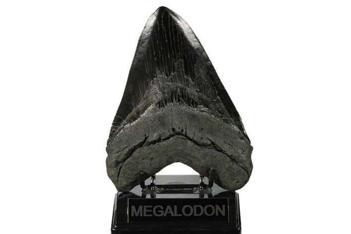 Giant, Fossil Megalodon Tooth - South Carolina #157850